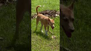 Hi BROWN DOG #doggie #cute