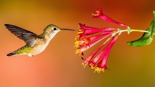 Humming bird " The World's Smallest Bird....!