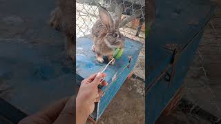 The rabbit is eating vegetables and so cute. #bunny #petrabbit #rabbit #cute #houserabbit