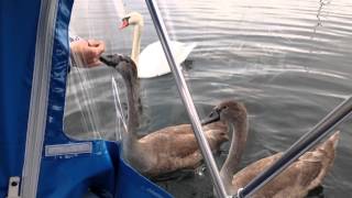 swans feeding from hand is not a problem