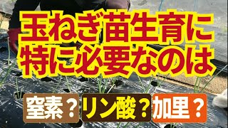 玉ねぎに過リン酸石灰。玉ねぎの玉を太らせたいなら定植後しっかり根を張らせること。そのためにリン酸が必要なのです。11/14