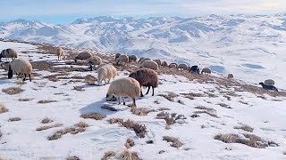 ALLAHIN İZNİYLE FAÇAYI ON NUMARA YETİŞTİRECEM