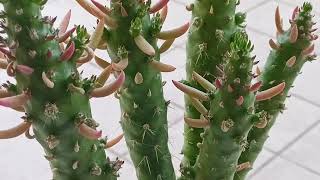 Аустроцилиндропунция. Austrocylindropuntia subulata....