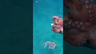 😱 Octopus Cannibalism Caught in Camera!