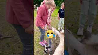 Cute Baby Goat 🐐❤️ Funny Animal Videos #funnyanimals #animals #goat #shorts