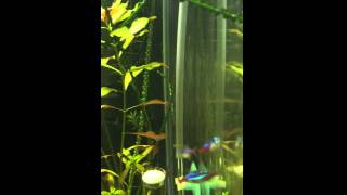 Neon tetras spawning behaviour.