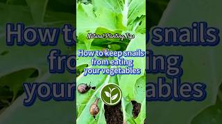 How to keep snails from eating your vegetables #plants #shortvideo #youtubeshorts #howto #farming