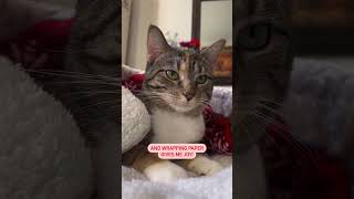 Christmas Cat Parody |  @cashmere.mittens.cat