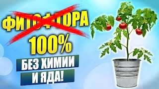 100% ПОБЕДИТЬ ФИТОФТОРУ БЕЗ ХИМИИ И ЯДА. Презентация нового изобретения ФИТОТРОНИК