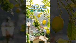 {no.6} Lemon Tree1/2 - Fools Garden 레몬 트리 - 풀스 가든 #하루팝송1곡외우기 #StarryNight #LemonTree #FoolsGarden