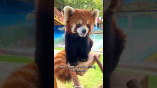 Red Panda