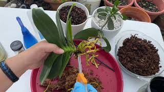 How to Repot a Phalaenopsis Orchids