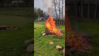 Burning Christmas Tree