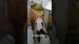 Кролик настолько голоден, что готов съесть даже это...