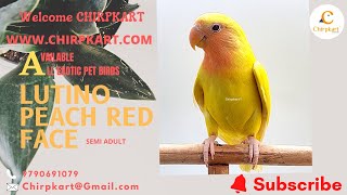 LUTINO PEACH RED FACE || AFRICAN LOVE BIRDS || LOVE BIRDS || SEMI ADULT || CHIRPKART || COIMBATORE