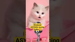 Sholawat ASYGHIL kucing imut #kucinglucu #kucingimut #viral #shortsfeed #sholawatmerdu