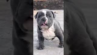 American bully micro #ghawarvlogz #doglover #viral #shorts