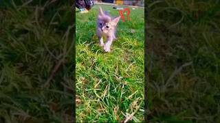 new funny meme | cat funny short #viral #trending #ytshorts #short #zoyasheikh #cat #Harsh Beniwal