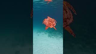 Green sea turtles 🐢 #marinewildlife #ocean #trending #viral #sealife4k #nature #maldives #turtle