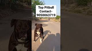 Pitbull only___|| Cheapest Dogs😱 #ambully #viral #trendingshorts #pitbulldog