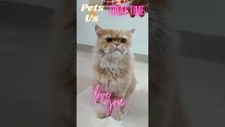 🐈Its so Cute | Funny Cat 😺 #shorts #funnyvideo #cat