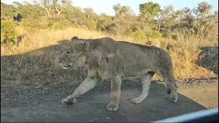 Giant lion walking without Fear