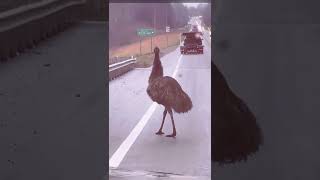 Emu out for an afternoon stroll #shorts