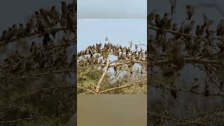 flock of birds flying #birds #wildanimals #wildlife