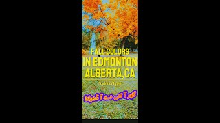 Fall Colors in ,Edmonton |Rockies|Sept 28,2024