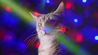 ❤10ЧАСОВ❤  #ДИСКОТЕКА КОШЕК#  Meow Mix song