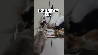 10 million views worth video of a family eating their favourite food Raw chicken #kitten #newvideo