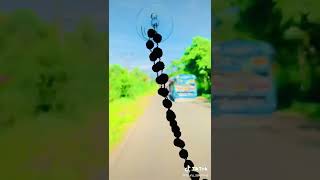 අනේ ඔක්කොම එයාව පාස් කරන් යනවා | Sri Lanka bus race  | Dagakari bus | Kolamkari