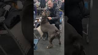 Сегодня в Самаре на выставке.  Коба победитель класса 🏆✨️ #canecorso #canecorsolove #канекорсо