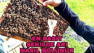 En basit şekilde arı nasıl bölünür en iyi şekilde anlatım ne fayda