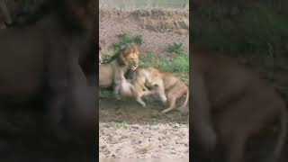 The lions are fighting. #isitreal #animals #attack #lion #shorts