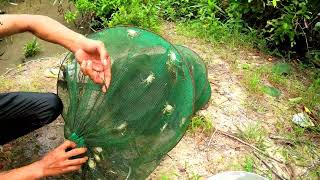 Net Fishing got a lot of fishes and shrimps crabs