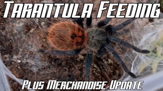 Tarantula Feeding and Merchandise Update