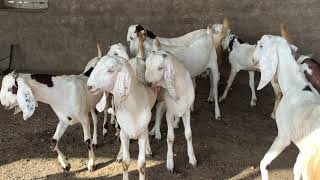 Qaami goat faram sindhipura pipar jodhpur