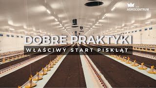 Dobre praktyki  - Właściwy start piskląt - Fermy Agrocentrum