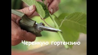 На Даче у Агафьи. Черенкую "метельчатую гортензию". Сезон 2017