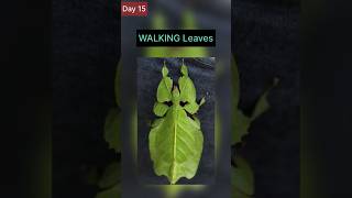 21 DAYS Of Fact Finding. Day 15. WALKING Leaves 🍃 🍂 #shorts #youtubeshorts #facts