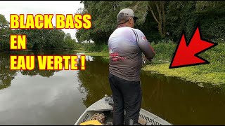 BLACK BASS en EAU VERTE !