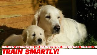 Golden Retrievers in Competitive Obedience Trials: How to Prepare