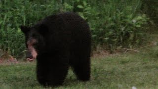 Black Bear Pounces and Snorts June 9th