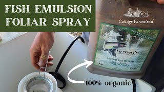 How to use fish emulsion - natural organic fertilizer