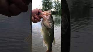 Releasing A 2lb Bass!