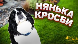 Рози и Кросби - жизнь английских спрингер спаниелей. Собачьи гости. 21 серия