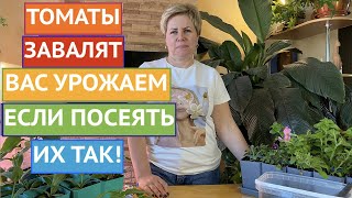 УЖЕ ПОРА! КАК ПРАВИЛЬНО ПОСЕЯТЬ ТОМАТЫ НА РАССАДУ!