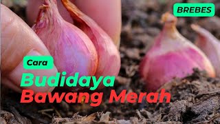 Cara Budidaya Bawang Merah Brebes