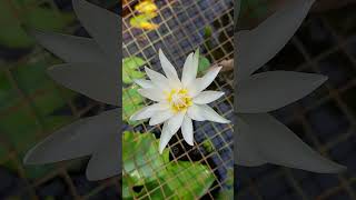 ആമ്പൽ പൂക്കൾ | Dwarf White Water Lilly | #shorts #shortvideo